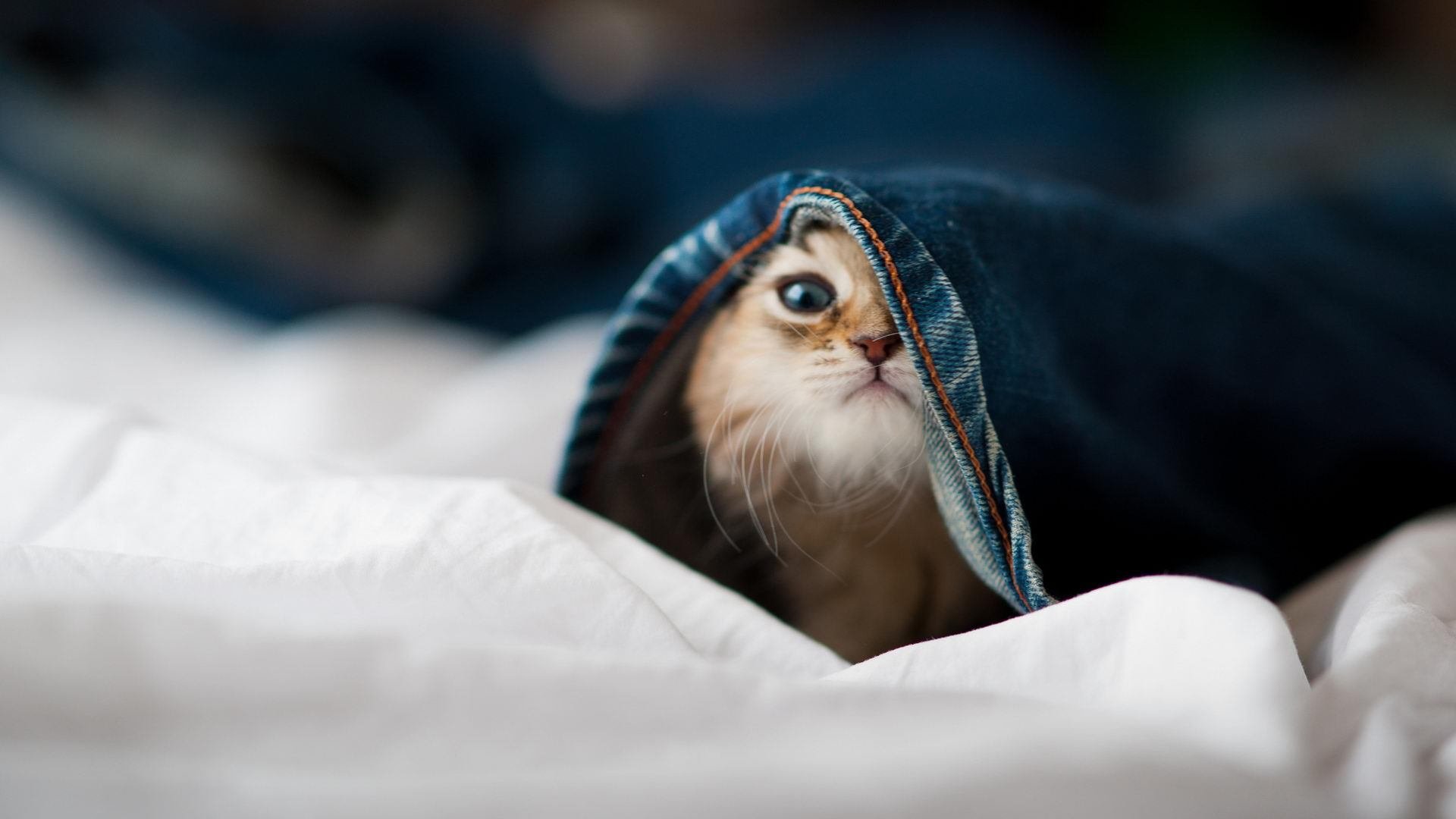 开云kaiyun-中国三人女篮技战术日臻成熟，中国 三人女篮