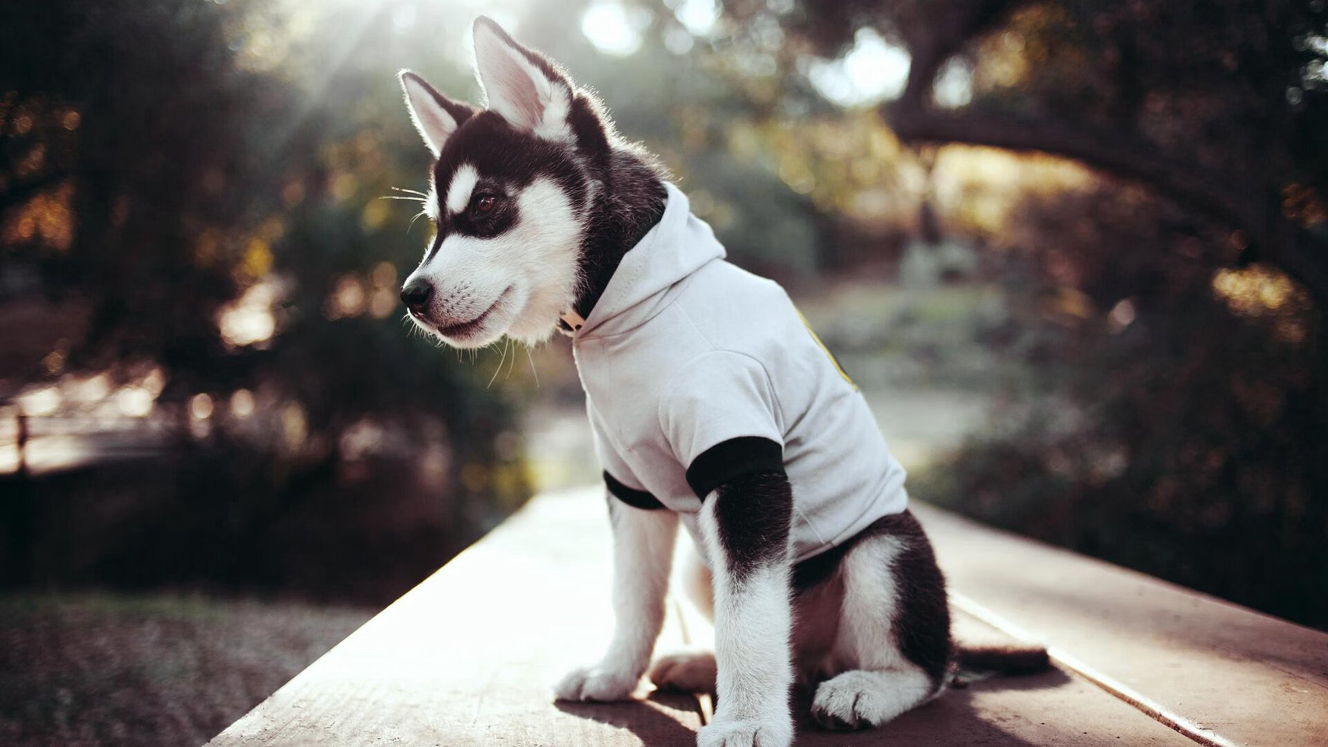 体育赛事志愿者招募启动仪式，体育赛事志愿者招募启动仪式讲话