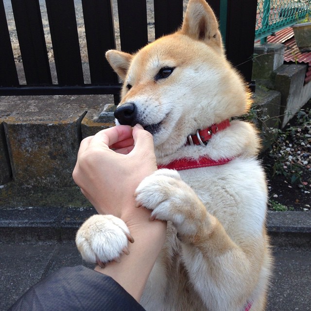 公牛教练团队制定针对性战术提升进攻效率，公牛队伍