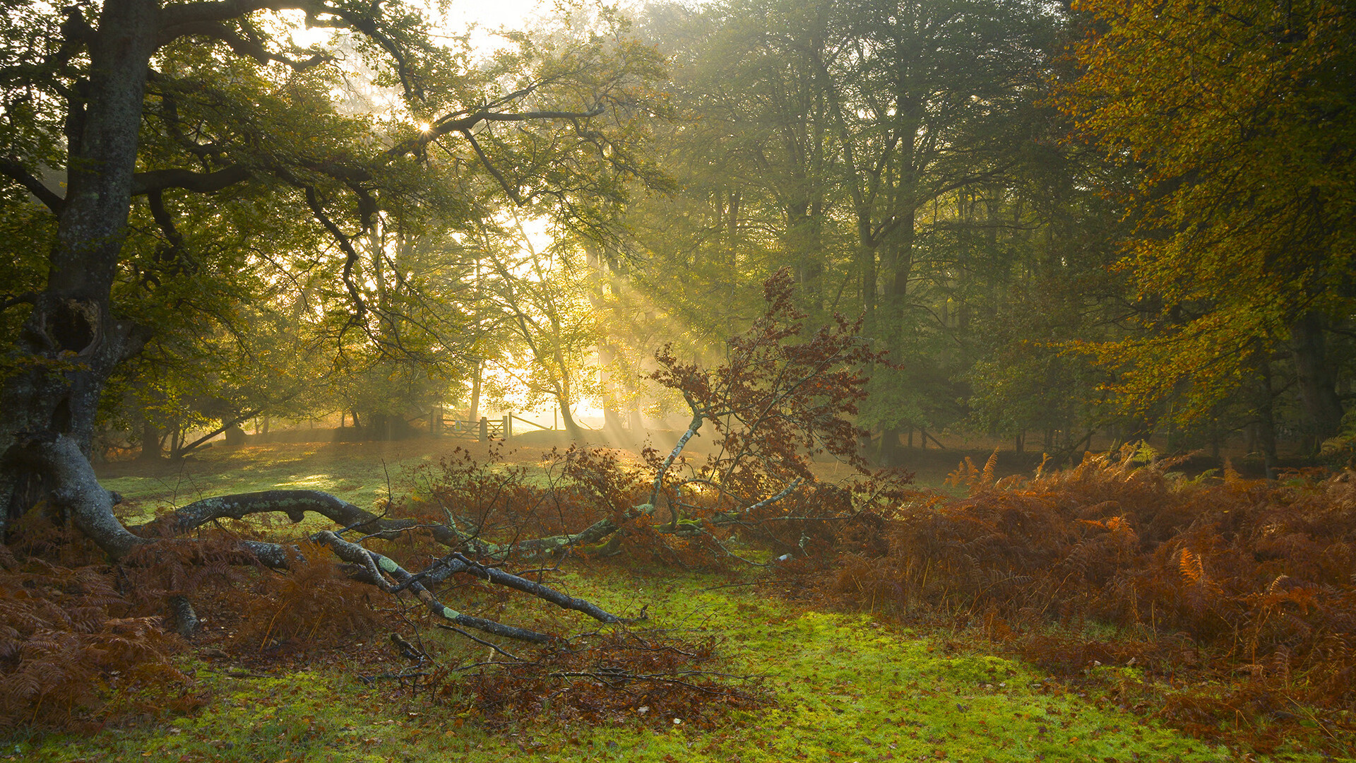 公牛教练团队制定针对性战术提升进攻效率，公牛队伍